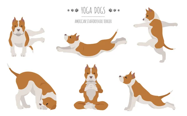 Cães Ioga Poses Exercícios Design Cartaz Clipart Americano Terrier Staffordshire —  Vetores de Stock