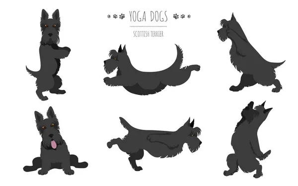 Psy Jogi Ćwiczenia Scottish Terrier Clipart Ilustracja Wektora — Wektor stockowy