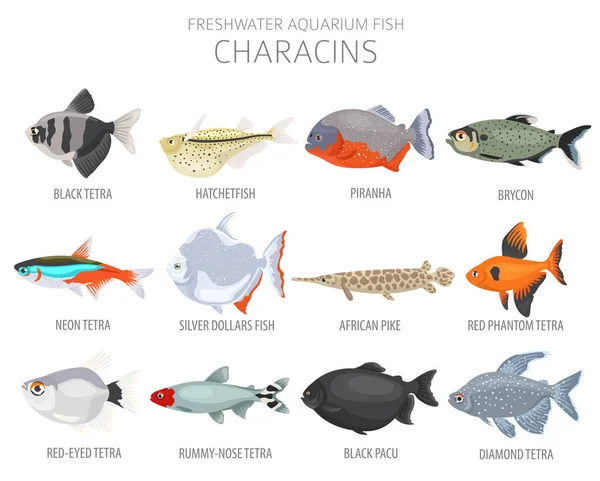 Characins Fish Freshwater Aquarium Fish Icon Set Flat Style Isolated — Stock Vector