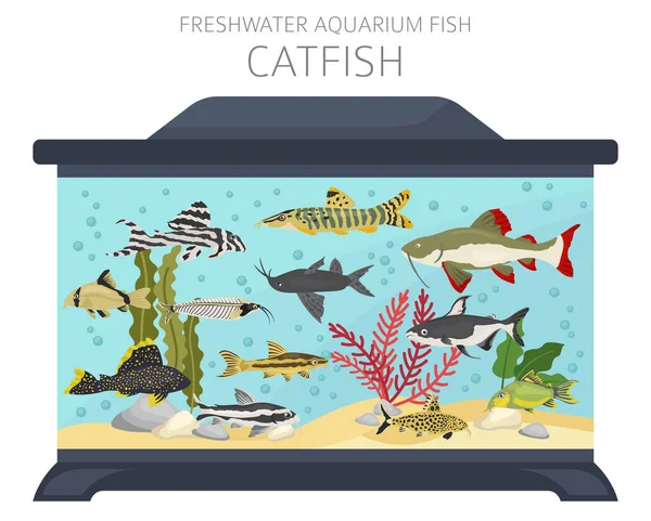 Catfish Freshwater Aquarium Fish Icon Set Flat Style Isolated White — Stock Vector
