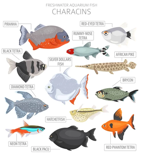 Characins Fish Freshwater Aquarium Fish Icon Set Flat Style Isolated — Stock Vector