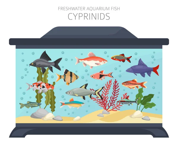Cyprinids 입니다 프레시 수족관의 물고기 아이콘은 흰색에 스타일을 일러스트 — 스톡 벡터