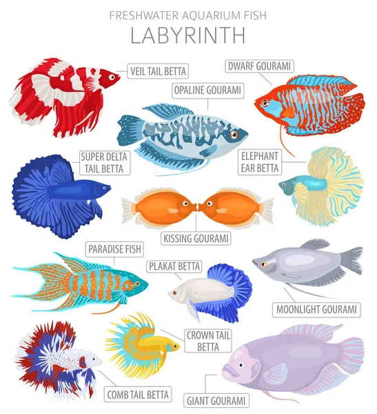 Des Poissons Labyrinthes Icône Poisson Aquarium Eau Douce Mis Style — Image vectorielle