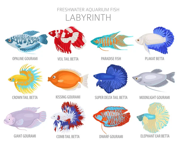 Labyrinth Fish Freshwater Aquarium Fish Icon Set Flat Style Isolated — Stock Vector