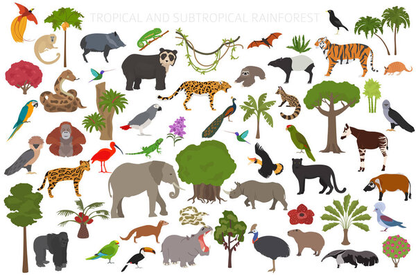 Tropical and subtropical rainforest biome, natural region infographic. Amazonian, African, asian, australian rainforests. Animals, birds and vegetations ecosystem design set. Vector illustration