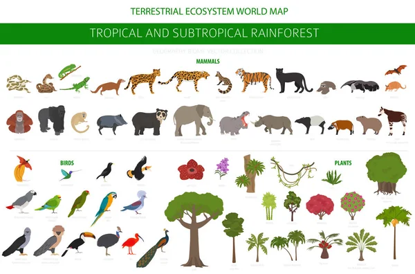Bioma Selva Tropical Subtropical Infografía Región Natural Selvas Tropicales Amazónicas — Archivo Imágenes Vectoriales