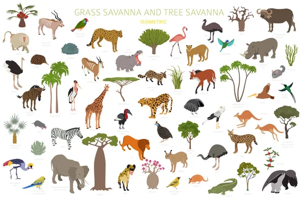 Árvore Savana Grama Savana Bioma Região Natural Isométrica Infográfico Floresta — Vetor de Stock