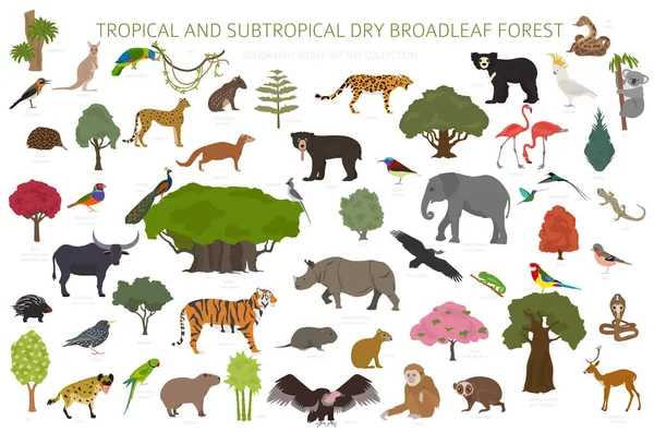 热带和亚热带干阔叶林生物群落 自然地区信息 季节性的森林 鸟类和植被生态系统设计集 矢量说明 — 图库矢量图片