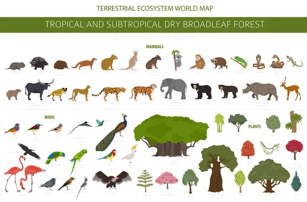 Tropiska Och Subtropiska Torra Lövskog Biom Naturlig Region Infographic Säsongsskogar — Stock vektor