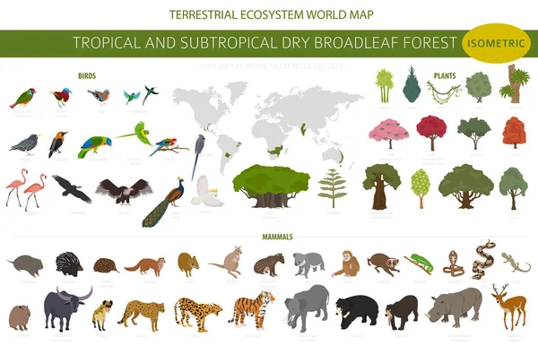 Trópusi Szubtrópusi Száraz Lomblevelű Erdei Biom Természetes Régió Infografika Évszakos — Stock Vector