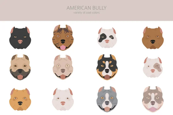 Amerikaanse Bullehonden Klaar Kleurvariëteiten Verschillende Houdingen Honden Infographic Collectie Vectorillustratie — Stockvector