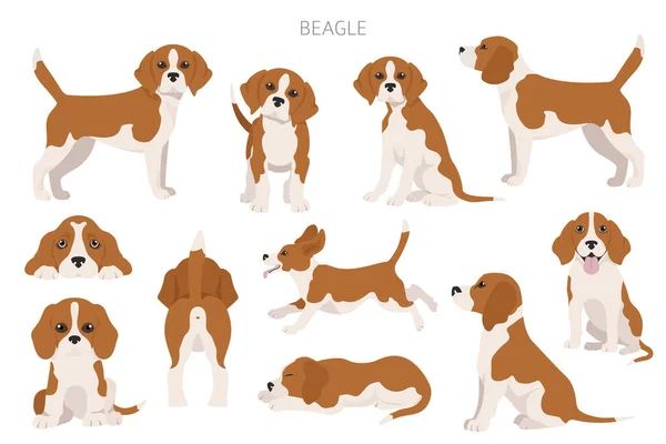 Infografía Beagle Distintas Poses Cachorro Beagle Ilustración Vectorial — Vector de stock