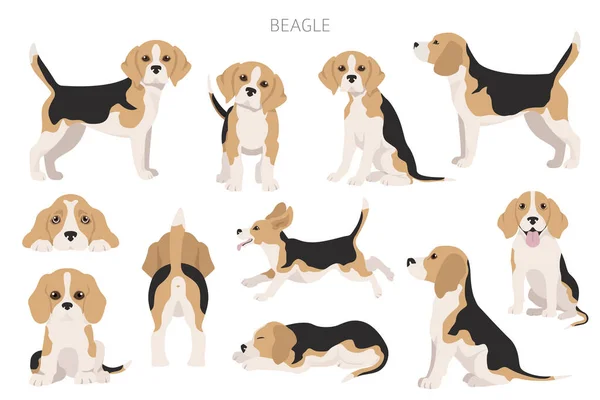 Beagle Infografik Verschiedene Posen Beagle Welpe Vektorillustration — Stockvektor