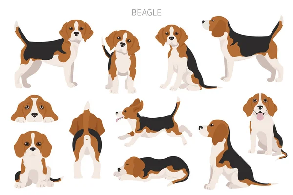 Infografica Beagle Posate Diverse Cucciolo Beagle Illustrazione Vettoriale — Vettoriale Stock