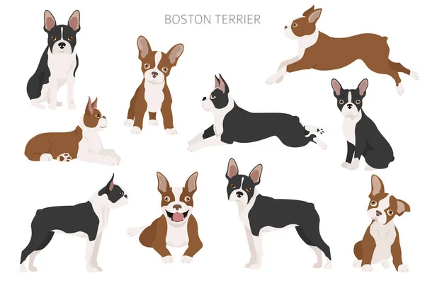 Clipart Boston Terrier Des Poses Différentes Chiot Terrier Adulte Boston — Image vectorielle