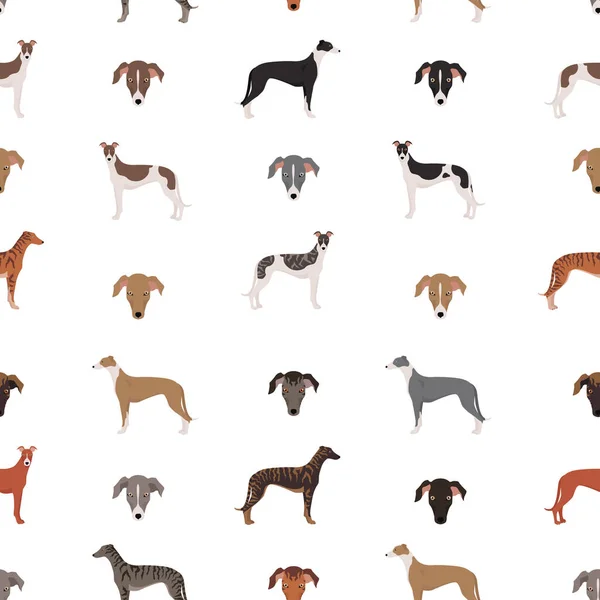 Perros Galgos Ingleses Diferentes Poses Patrón Sin Costuras Los Galgos — Vector de stock