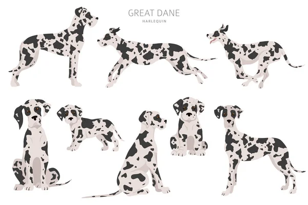 Grandi Cani Dane Pose Diverse Set Cuccioli Adulti Grandi Danese — Vettoriale Stock