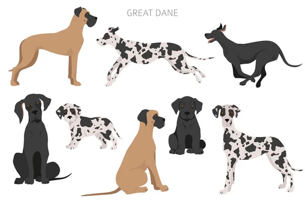 Grote Deense Honden Verschillende Houdingen Volwassen Geweldige Deense Puppy Set — Stockvector