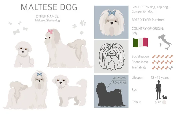 Perro Maltés Aislado Blanco Característica Variedades Color Información Temperamento Colección — Archivo Imágenes Vectoriales