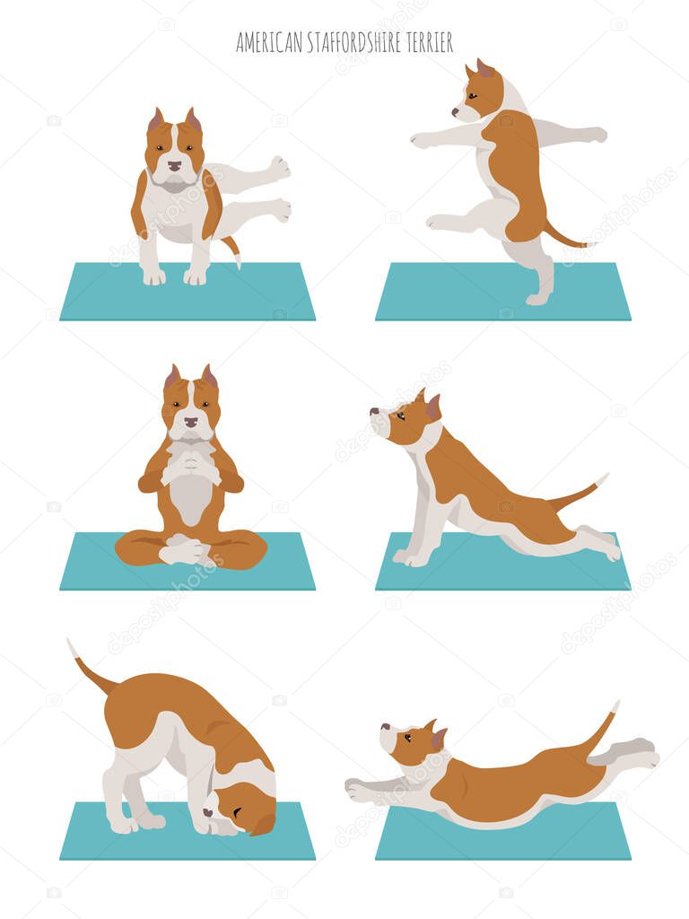 Yoga dogs poses and exercises poster design. American staffordshire terrier clipart. Vector illustration