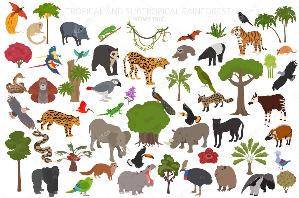 Tropical and subtropical rainforest biome, natural region infographic. Amazonian, African, asian, australian rainforests. Animals, birds and vegetations ecosystem 3d isometric design set. Vector illustration