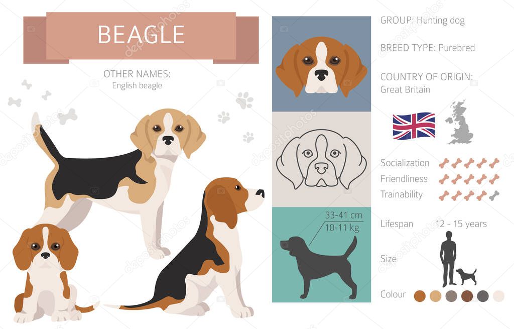 Beagle infographic. Different poses, Beagle puppy.  Vector illustration