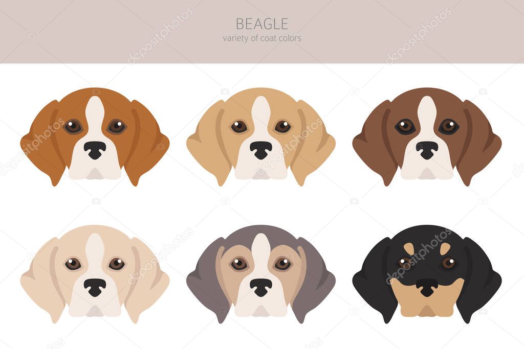 Beagle clipart. Different coat colors set.  Vector illustration
