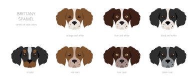 Brittany spaneil clipart. Farklı pozlar. Yetişkin ve yavru köpek bilgileri. Vektör illüstrasyonu