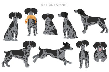 Brittany spaneil clipart. Farklı pozlar. Yetişkin ve yavru köpek bilgileri. Vektör illüstrasyonu