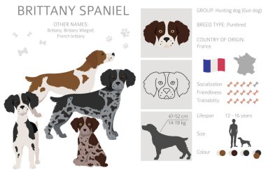 Brittany spaneil clipart. Farklı pozlar. Yetişkin ve yavru köpek bilgileri. Vektör illüstrasyonu