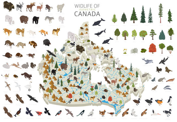 Isometric 3d design of Canada wildlife. Animals, birds and plants constructor elements isolated on white set. Build your own geography infographics collection. Vector illustration