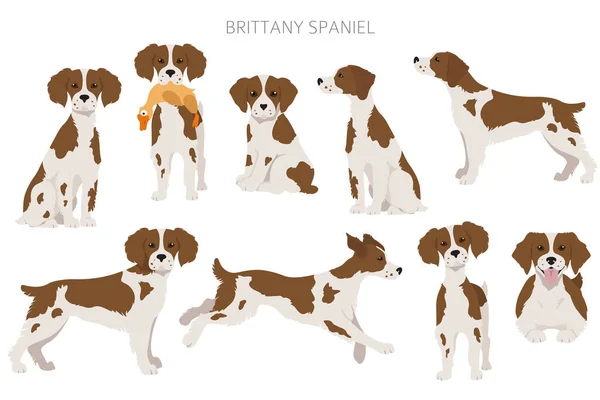 Brittany Spaneil Clipart Conjunto Posturas Diferentes Infografía Perros Adultos Cachorros — Archivo Imágenes Vectoriales