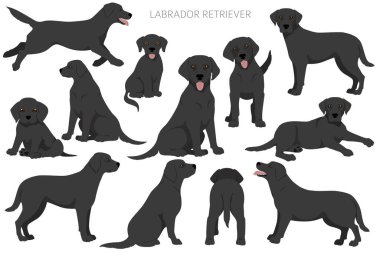 Labrador av köpekleri farklı pozlarda ve ceket renklerinde. Yetişkin ve yavru köpekler. Vektör illüstrasyonu
