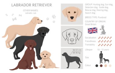 Labrador av köpekleri farklı pozlarda ve ceket renklerinde. Yetişkin ve yavru köpekler. Vektör illüstrasyonu