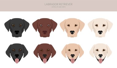 Labrador av köpekleri farklı pozlarda ve ceket renklerinde. Yetişkin ve yavru köpekler. Vektör illüstrasyonu