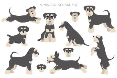 Farklı pozlarda ve ceket renklerinde minyatür schnauzer köpekleri. Yetişkin ve köpek yavrusu seti. Vektör illüstrasyonu