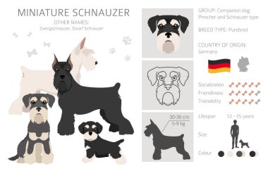 Farklı pozlarda ve ceket renklerinde minyatür schnauzer köpekleri. Yetişkin ve köpek yavrusu seti. Vektör illüstrasyonu