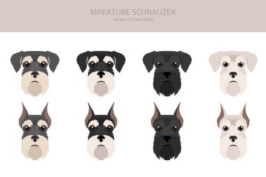 Farklı pozlarda ve ceket renklerinde minyatür schnauzer köpekleri. Yetişkin ve köpek yavrusu seti. Vektör illüstrasyonu