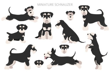 Farklı pozlarda ve ceket renklerinde minyatür schnauzer köpekleri. Yetişkin ve köpek yavrusu seti. Vektör illüstrasyonu