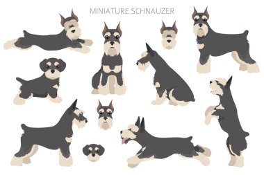 Farklı pozlarda ve ceket renklerinde minyatür schnauzer köpekleri. Yetişkin ve köpek yavrusu seti. Vektör illüstrasyonu
