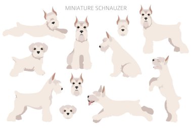Farklı pozlarda ve ceket renklerinde minyatür schnauzer köpekleri. Yetişkin ve köpek yavrusu seti. Vektör illüstrasyonu