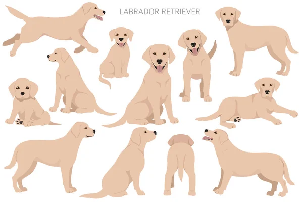 Labrador Retriever Honden Verschillende Poses Vacht Kleuren Volwassen Puppy Honden — Stockvector