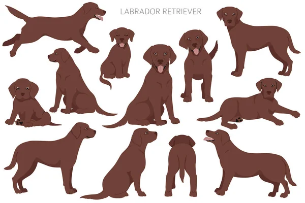 Labrador Retriever Cães Diferentes Poses Cores Casaco Cães Adultos Cachorros — Vetor de Stock