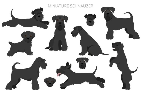 Perros Schnauzer Miniatura Diferentes Poses Colores Pelaje Conjunto Adultos Cachorros — Vector de stock