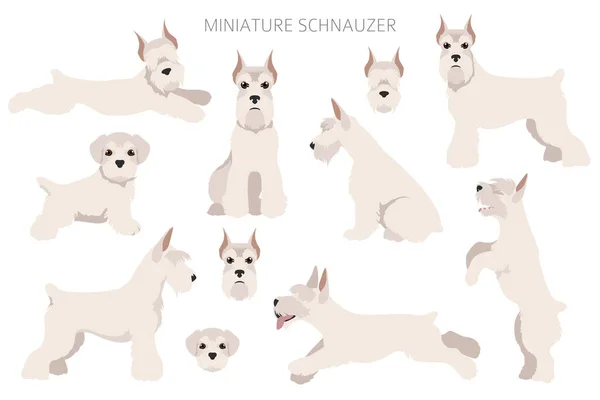 Miniatuur Schnauzer Honden Verschillende Poses Vacht Kleuren Volwassene Puppy Set — Stockvector