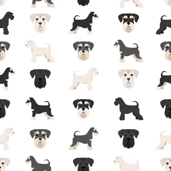 Perros Schnauzer Miniatura Diferentes Poses Colores Pelaje Conjunto Adultos Cachorros — Vector de stock