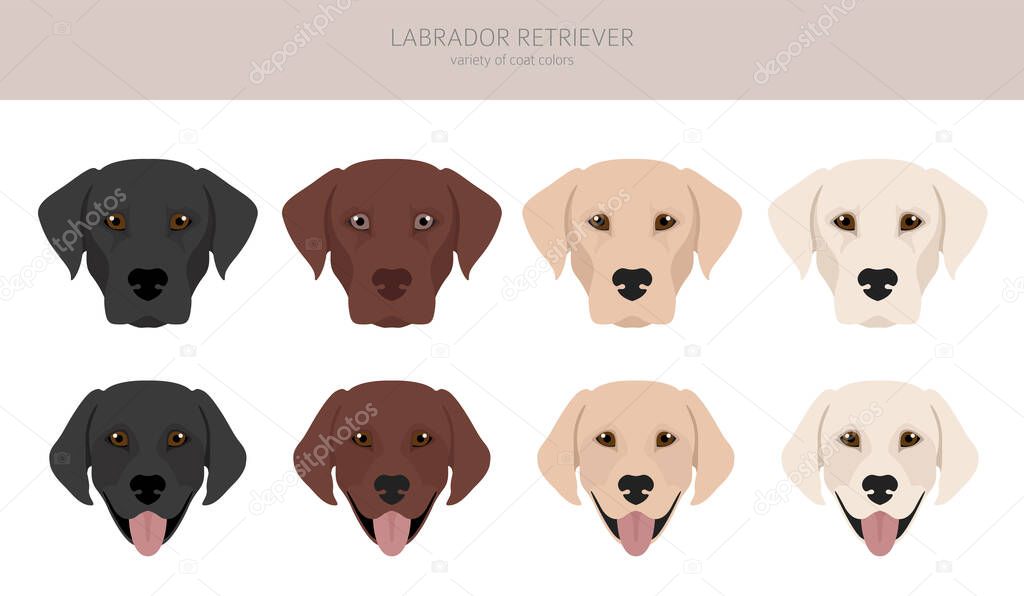 Labrador retriever dogs in different poses and coat colors. Adult and puppy dogs.  Vector illustration