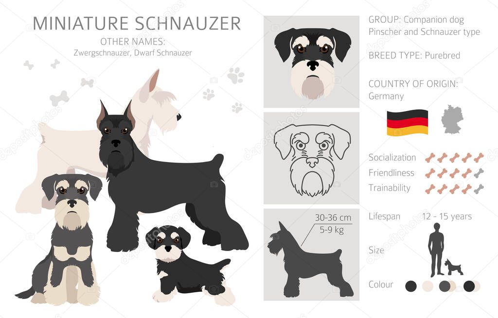 Miniature schnauzer dogs in different poses and coat colors. Adult and puppy set.  Vector illustration