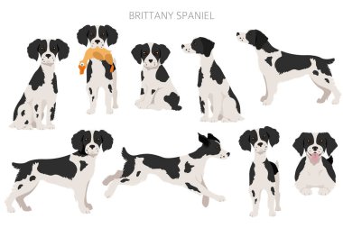 Brittany spaneil clipart. Farklı pozlar. Yetişkin ve yavru köpek bilgileri. Vektör illüstrasyonu
