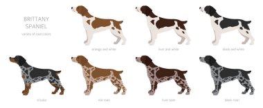 Brittany spaneil clipart. Farklı pozlar. Yetişkin ve yavru köpek bilgileri. Vektör illüstrasyonu